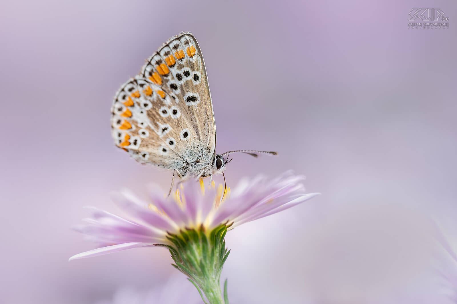 Insects - Brown argus The Brown argus is a small butterfly that looks very similar to the Common Blue on the outside. Stefan Cruysberghs